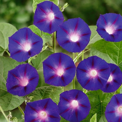 Picture of Ipomoea - Kniolas Black